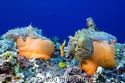 orange by nikon d2x 12-24mm by Puddu Massimo 